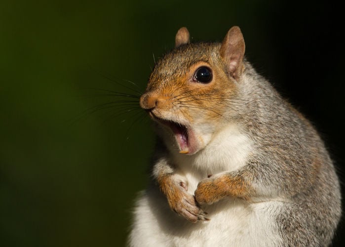 Squirrel worrying